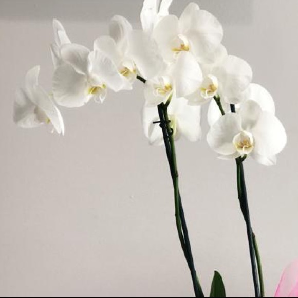 Meet your Posher, Paola - Picture 1 of 1